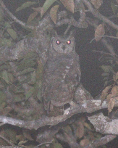 Búho Ceniciento (Bubo cinerascens)