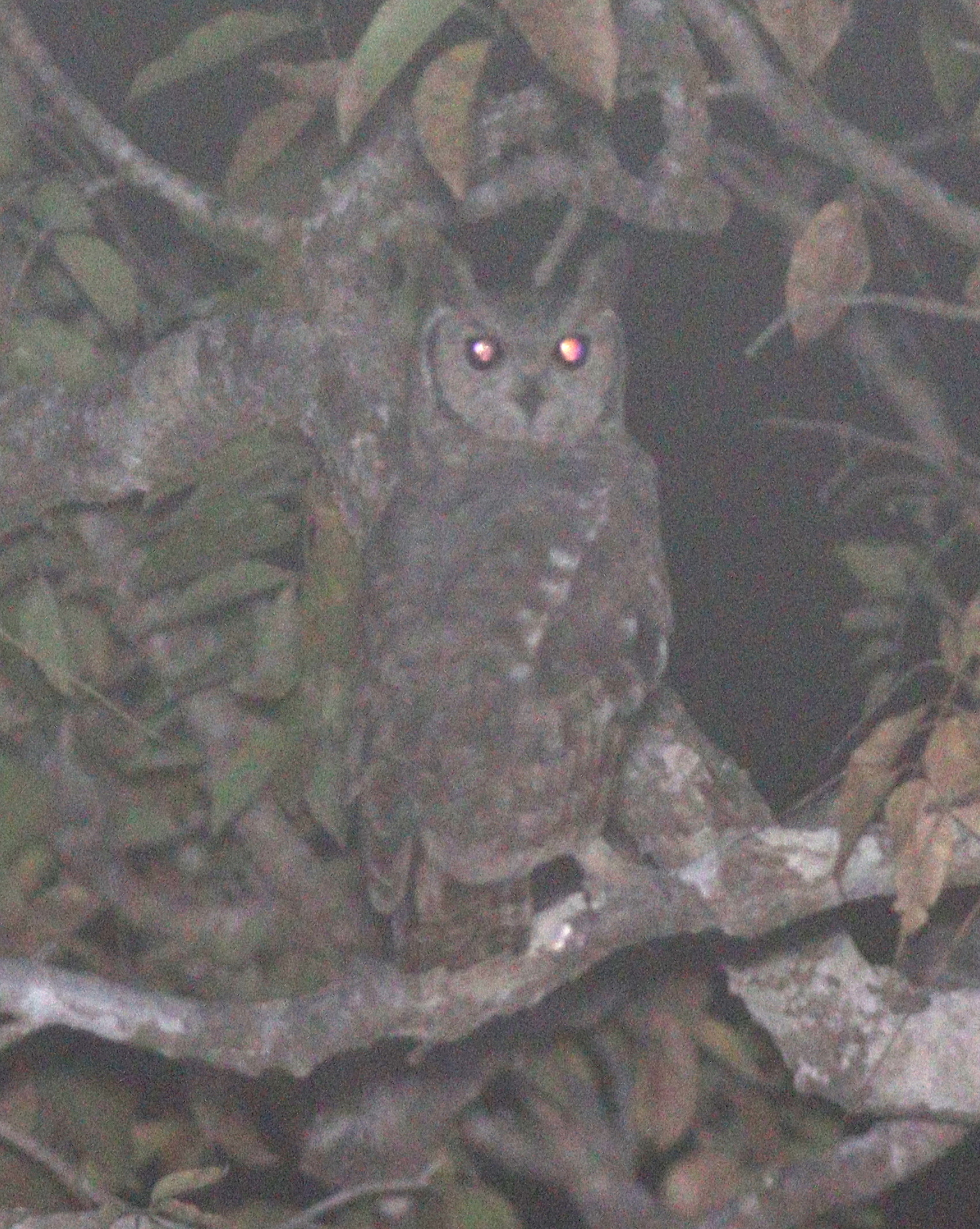 Greyish Eagle Owl (Bubo cinerascens)