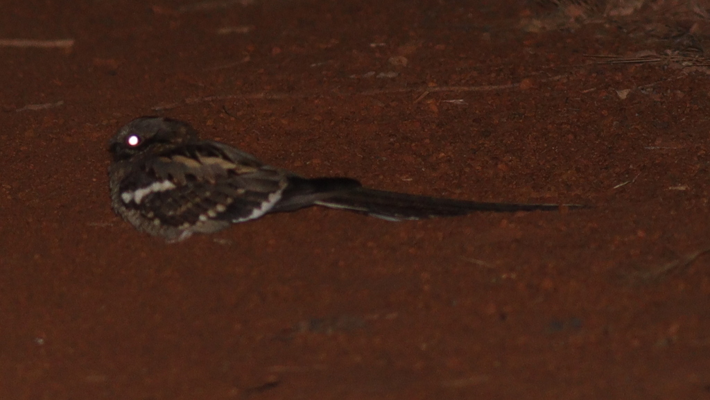 Long-tailed Nightjar