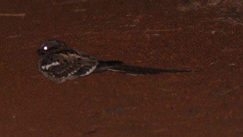 Long-tailed Nightjar