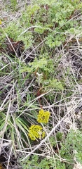 Lomatium grayi