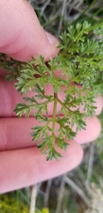 Lomatium grayi