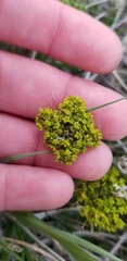 Lomatium grayi