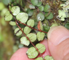 Metrosideros carminea