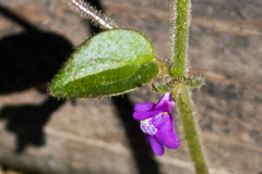 Sairocarpus nuttallianus