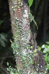 Metrosideros carminea