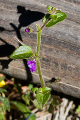 Sairocarpus nuttallianus