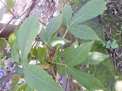 Manihot chlorosticta