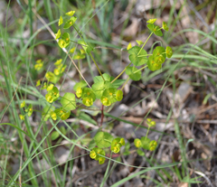 Euphorbia roemeriana