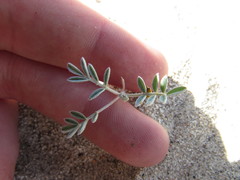 Astragalus aridus