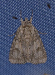 Acronicta rubricoma