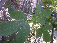 Manihot chlorosticta