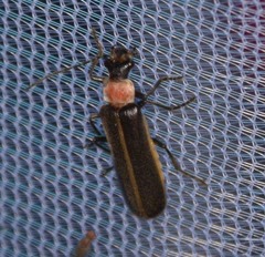 Podabrus flavicollis