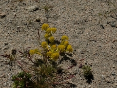 Lepidium flavum