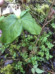 Trillium albidum parviflorum