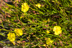 Crocanthemum scoparium