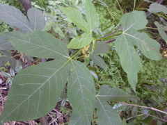 Manihot chlorosticta