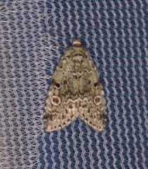 Maliattha concinnimacula