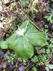 Trillium albidum parviflorum