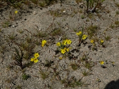 Leptosiphon chrysanthus