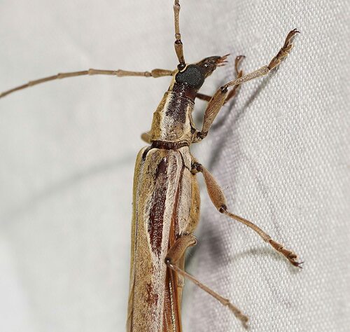 Uracanthus bicoloratus