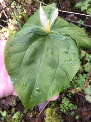 Trillium albidum parviflorum