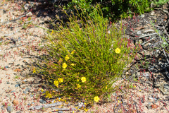 Crocanthemum scoparium