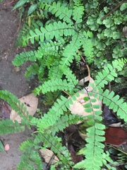 Adiantum patens