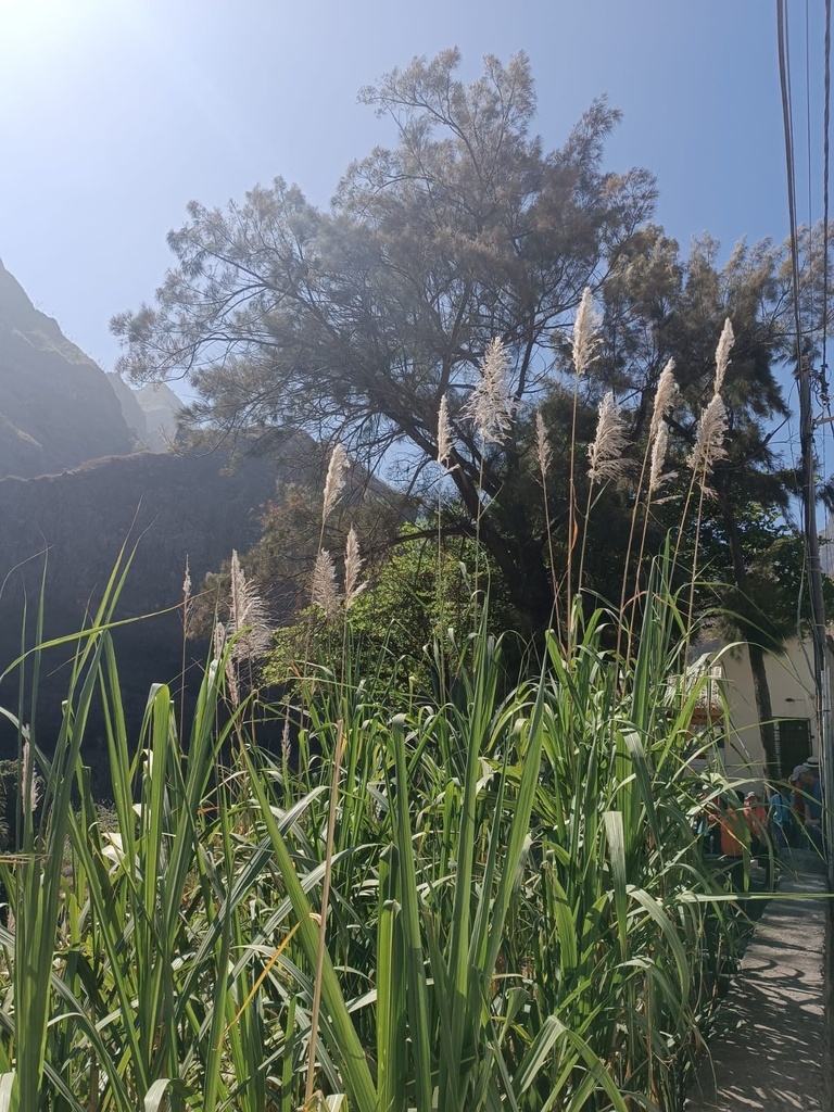 Foto de Cana-de-açúcar