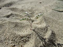 Astragalus aridus