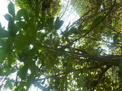 Manihot chlorosticta