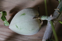 Manihot chlorosticta