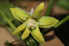 Manihot chlorosticta