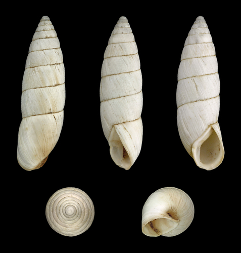 Leucomastus varnensis (Leucomastus varnensis)