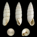 Leucomastus varnensis - Photo (c) H. Zell, μερικά δικαιώματα διατηρούνται (CC BY-SA)