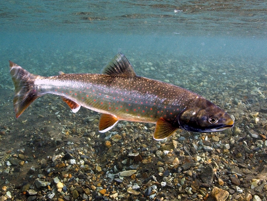 Dolly Varden Trout (Fish of Serpentine Hot Springs, Bering Land Bridge