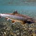 Trucha Dolly Varden - Photo (c) Bering Land Bridge National Preserve, algunos derechos reservados (CC BY-SA)