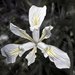 Iris douglasiana major - Photo (c) Scott Cox, μερικά δικαιώματα διατηρούνται (CC BY-NC-ND)