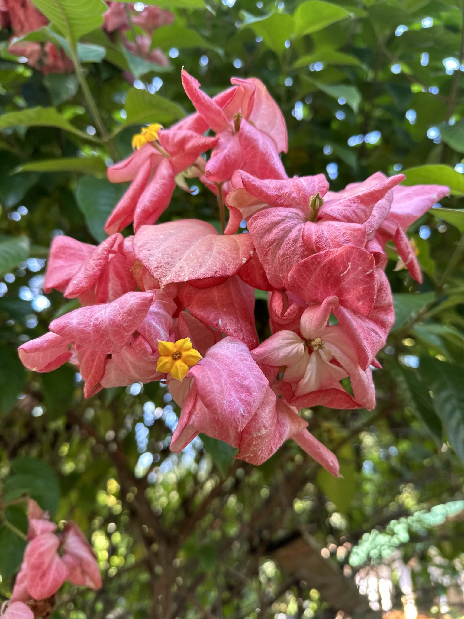 Imagem de Mussaenda