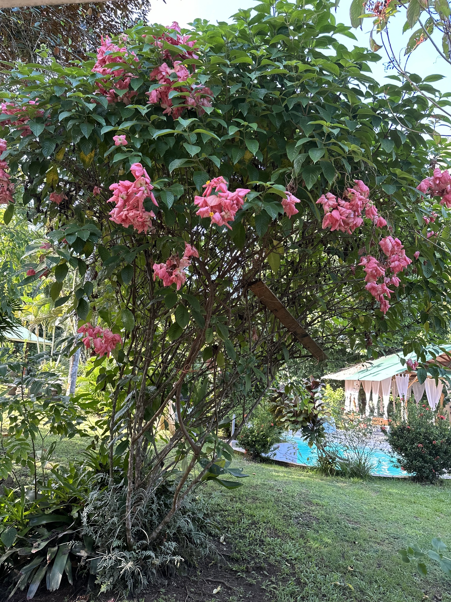 Imagem de Mussaenda