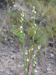 Polygala cisandina