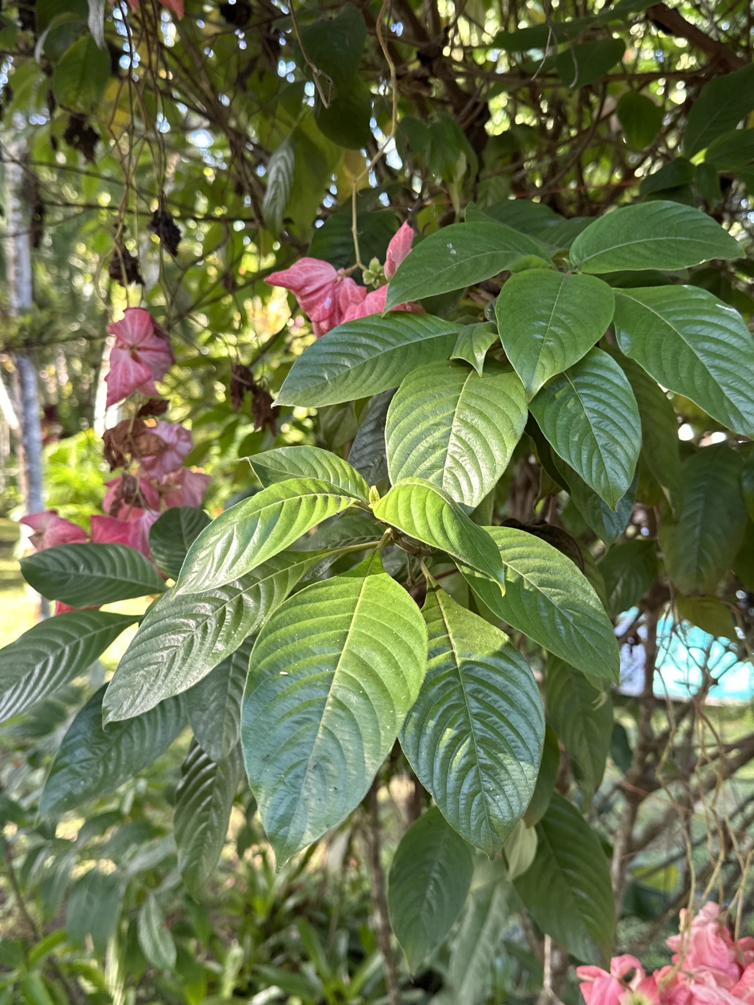 Imagem de Mussaenda
