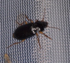 Anisodactylus verticalis