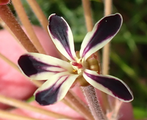 Image of Pelargonium lobatum by (c) Nicola van Berkel, some rights reserved (CC BY-SA)