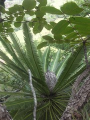 Dioon merolae