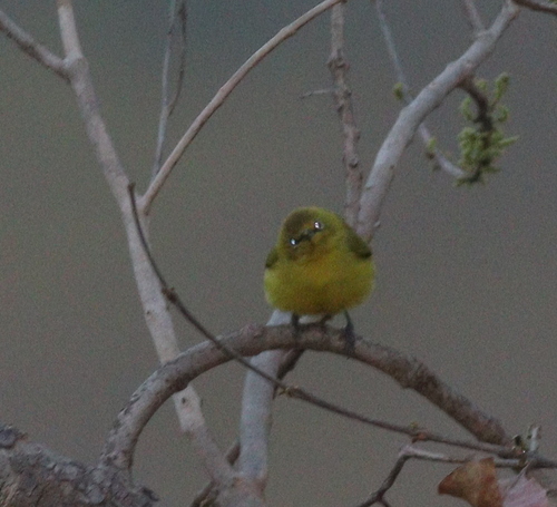 Northern Yellow White-eye (Zosterops senegalensis), photo 10