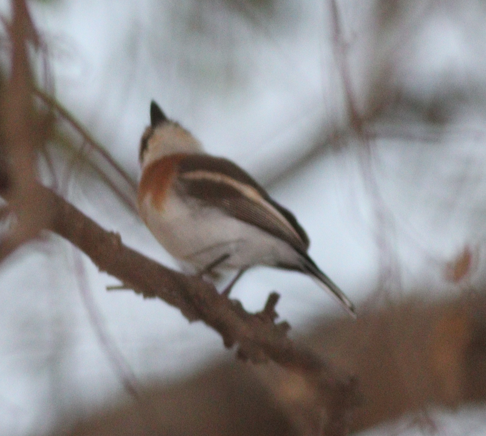 Senegal Batis (Batis senegalensis), photo 3