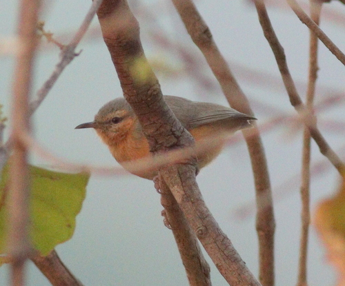 Northern Crombec (Sylvietta brachyura), photo 10
