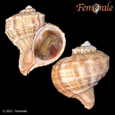 Turnip Shell