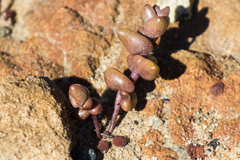 Dudleya brevifolia